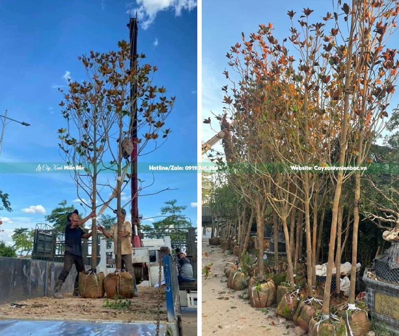 Bán cây sen đất